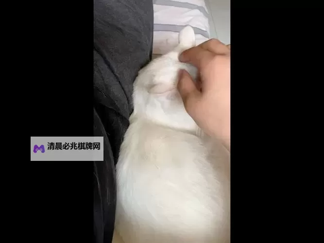 【高清推荐】撸一撸免费视频,让你轻松享受无限欢乐!图1