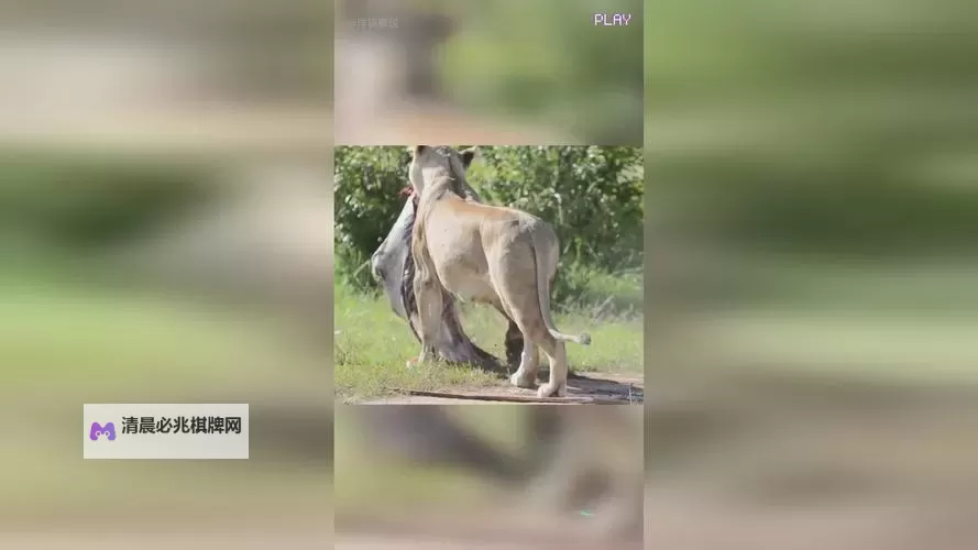 免费在线观看2024最新8x华人在线免费播放平台推荐图1