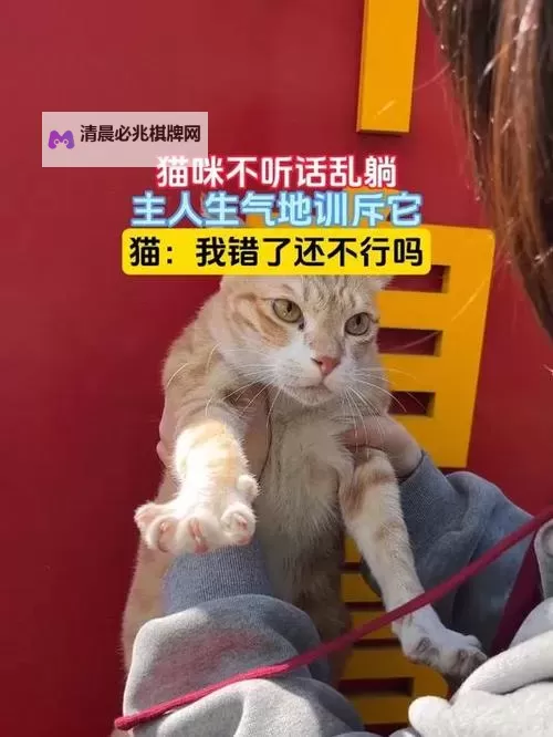 主人我错了请把它关掉:一场自我反思的心灵之旅图1