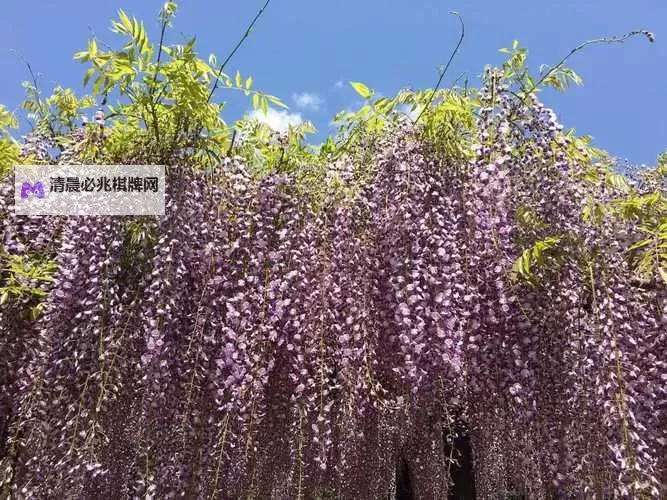 五月间天堂:春光如画的天堂秘境图1