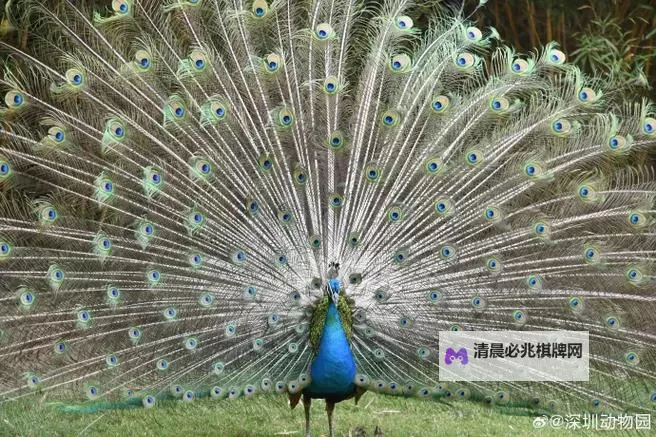 《艾尔登法环》魔力盾牌魔法获取方式 魔力盾牌怎么获得图1