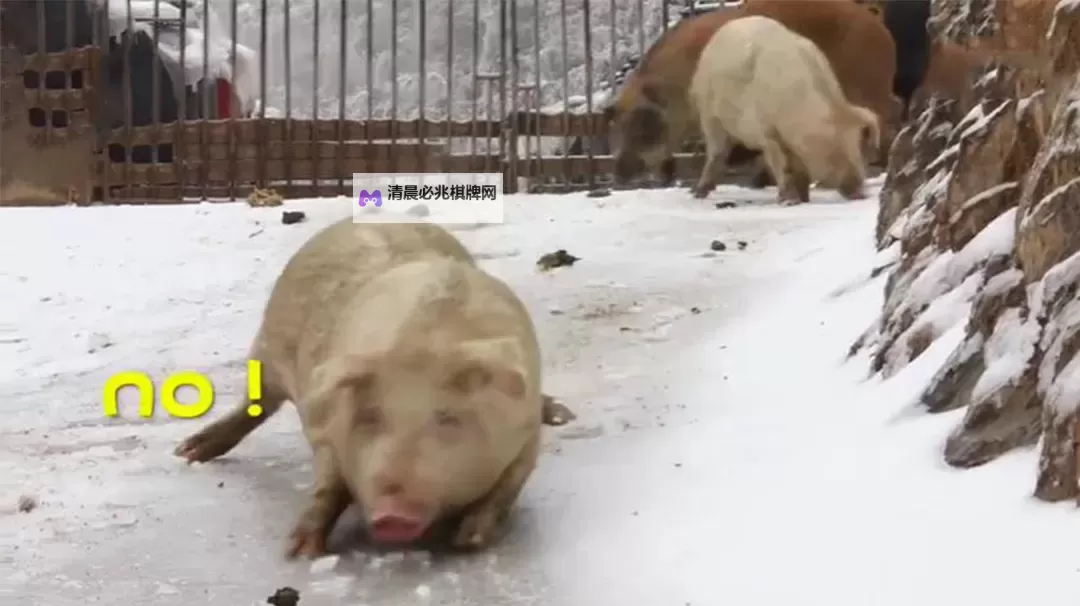 小猪第一次见到雪太兴奋:一场冰雪奇缘的欢笑时刻图2