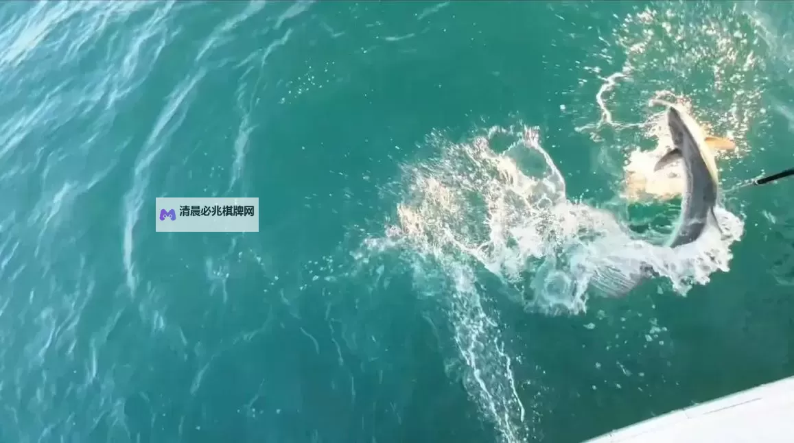 探索珠海钓鱼网:最佳钓鱼地点与技巧推荐图1