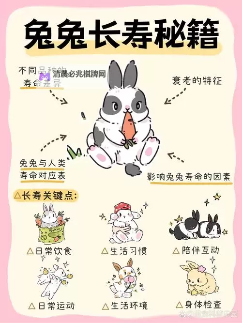 怎么喂老公吃小兔兔:温馨甜蜜的幸福秘诀图1