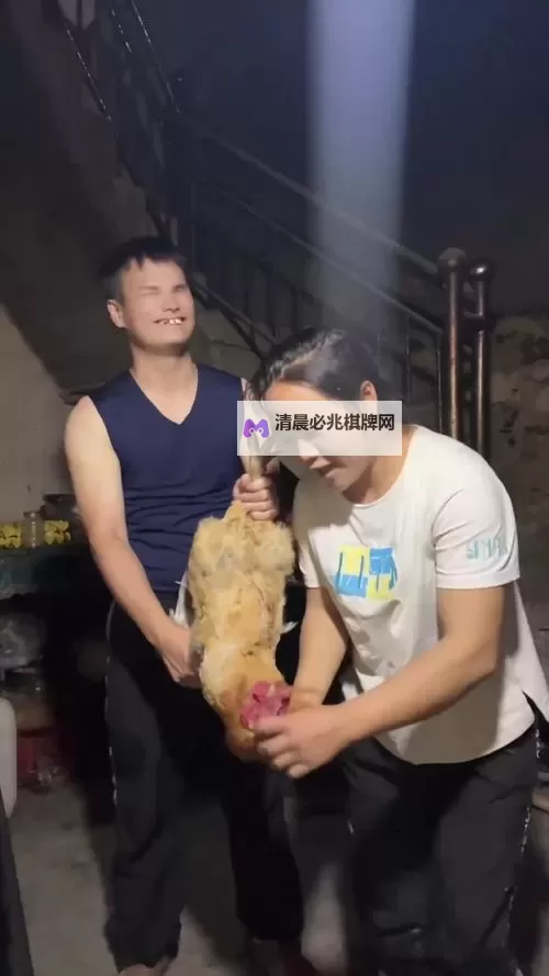 《坐在鸡上写作业好疼在线观看:趣味奇遇引发笑声》图1