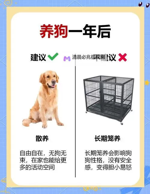 温馨时刻:我与自己养的金毛做了的那些事图1