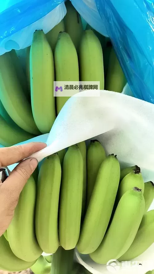 最新精品香蕉在线:享受极致鲜嫩体验的优质选择图1