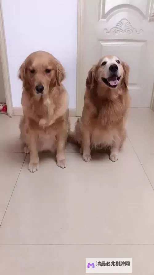 【最新推荐】最美情侣免费视频播放在线看,浪漫瞬间尽在掌握图1