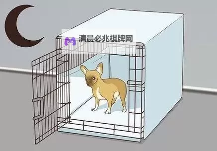 怎么让狗狗进入自己的房间不再困难的实用技巧图1