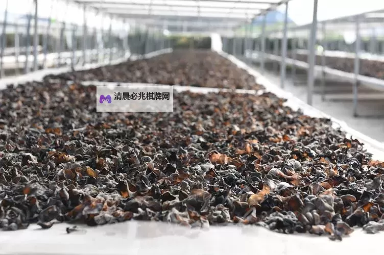 探索中国黑木耳网:优质黑木耳的 sourcing 和发展现状图1