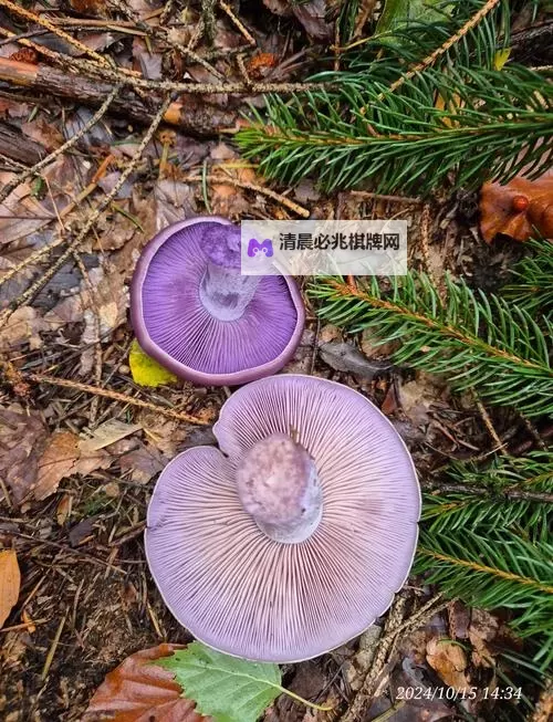 紫黑蘑菇横冲直撞:揭示红肿JH背后的秘密图1