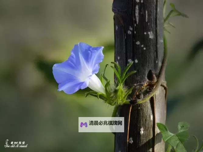 野花论坛高清在线:最新精彩内容全在这里图1