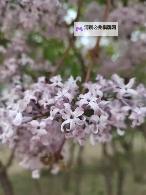 五月丁六月香综合:春夏交织的芳香盛宴图1