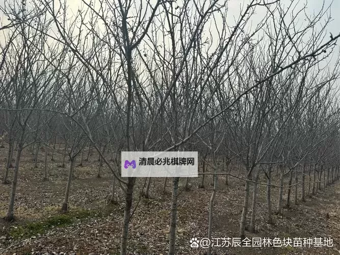 优质RB灌溉JY系统助力海棠初一实现高效农业现代化图1