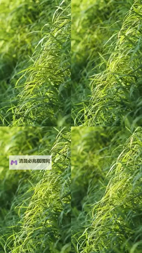 免费在线观看青草视频在线观看视频:最新高清资源尽享视觉盛宴图1