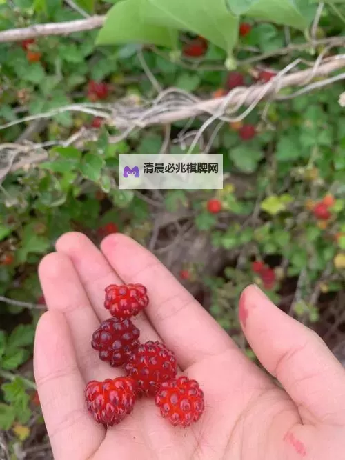 探索水莓100视频:关于水莓100的精彩内容分享图1