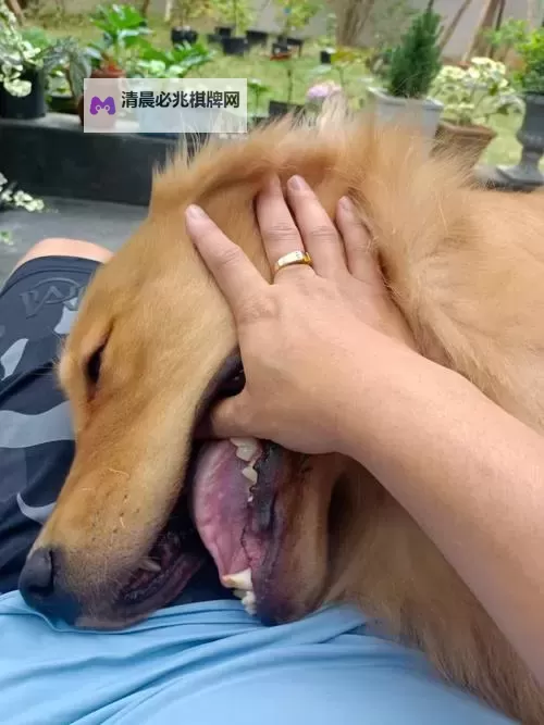 与自己养的金毛做了难忘的好友时光图1