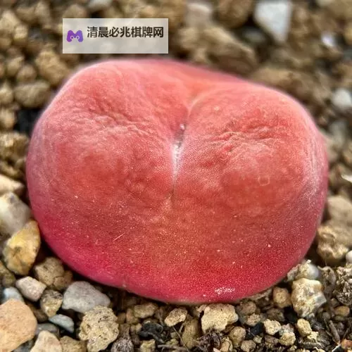 精选正宗水蜜桃1430.5,鲜甜多汁,滋味极致图1