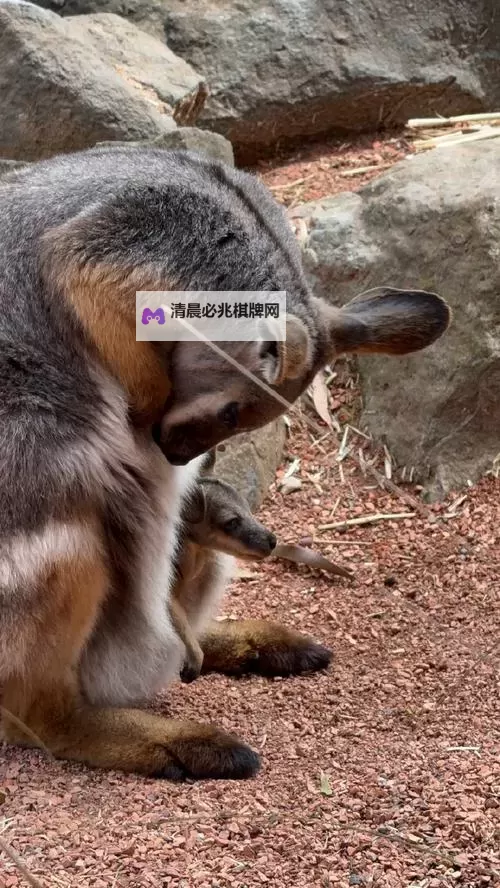 《活侠传》新手实用技巧分享图1