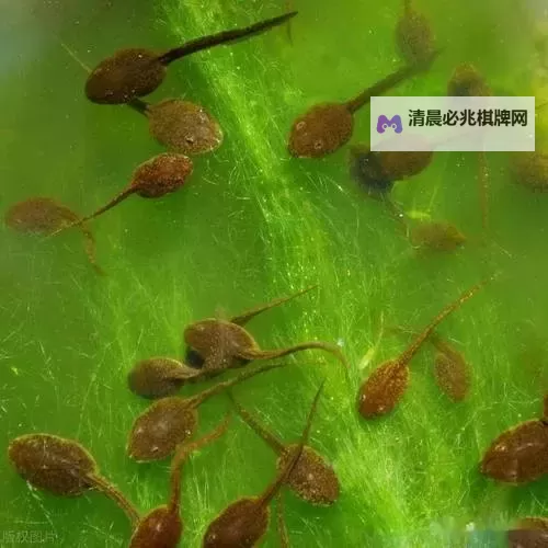 亚洲综合色图九色蝌蚪九色蝌蚪91:探索多彩视觉盛宴的艺术之旅图1