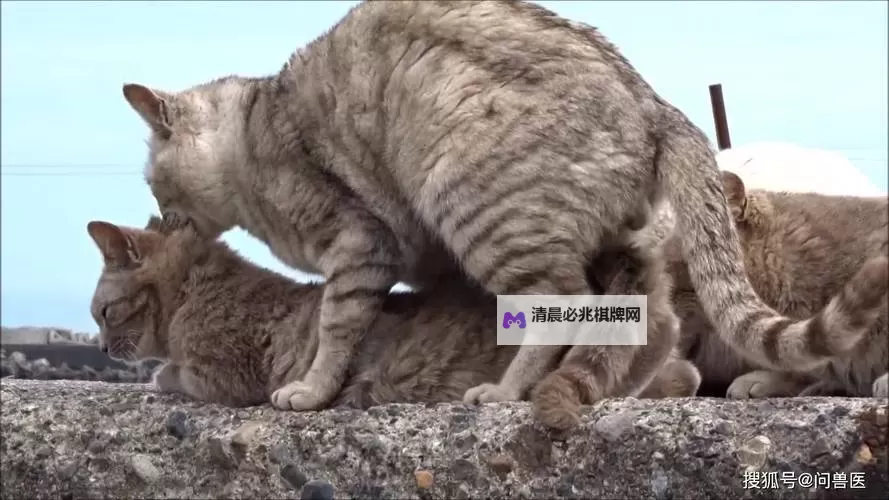 免费在线观看《吃鸡吧》全场高清攻略免费看——尽享极致游戏体验图1