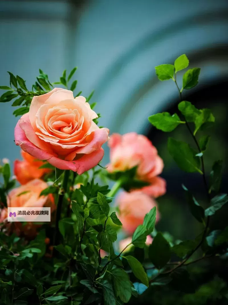 探索日本一卡二卡国色天乡:梦幻娱乐体验全攻略图1