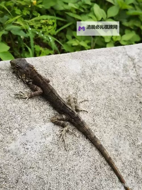 遇到危险就裸奔的壁虎:勇敢面对的自然生存密码图1