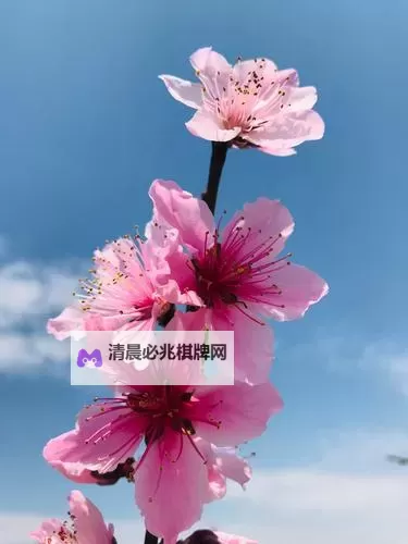 最新推荐：2019年手机中文在线应用全攻略【2023版】图1