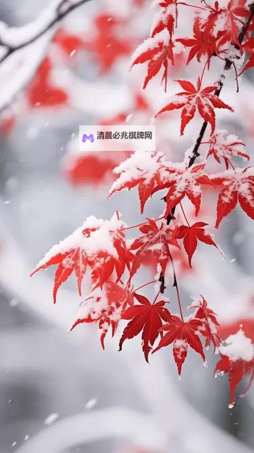 精彩纷呈的美少女哔哩哔哩免费视频集锦赏析图1