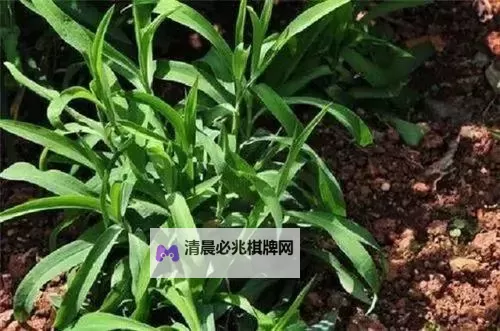 人人草人人视:探寻网络空间中的隐秘与暴露图1