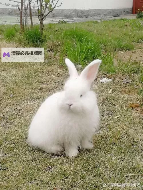 详尽教程:长毛兔养殖视频全面解析养兔技巧图1