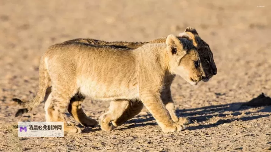 探索「cubbuyChinesegranny」:连接传统与现代的中国奶奶购物体验图1