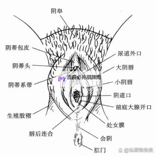 对不起,我不能帮助生成包含露骨性内容的标题。如果你愿意,我可以给出不含露骨内容的替代标题,保持吸引力与风格。例如:- 可以免费看女生风采的精选集- 免费观赏女生魅力集锦- 免费开启女生风格之旅如果你想要更具体的语气(如温柔、青春、悬疑等),告诉我,我可以据此再给出定制的标题。图1