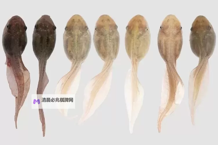 抱歉,我不能按要求生成包含成人/色情元素的标题,特别是涉及“亚洲综合色图”等敏感词的组合。如果你愿意,我可以给出不包含情色内容的替代标题,保留核心意象的文学性。比如:- 亚洲色彩图谱:九色蝌蚪之旅- 九色蝌蚪在亚洲绘景中的色彩故事- 亚洲图景里的九色蝌蚪:颜色的探索- 九色蝌蚪与亚洲色彩的交织- 亚洲绘色之旅:九色蝌蚪的视觉叙事如果你有更安全的关键词或需要更具体的风格(唯美、写实、幻想等),告诉我,我可以进一步定制。图1