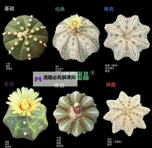星球探险家 全植物图文介绍图1