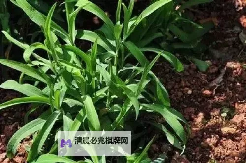 人人草人人视:城市镜像与喧嚣的回响图1