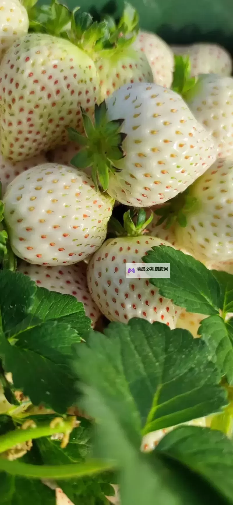 8x8x草莓:像素园里的甜蜜方块在夜色中苏醒图2